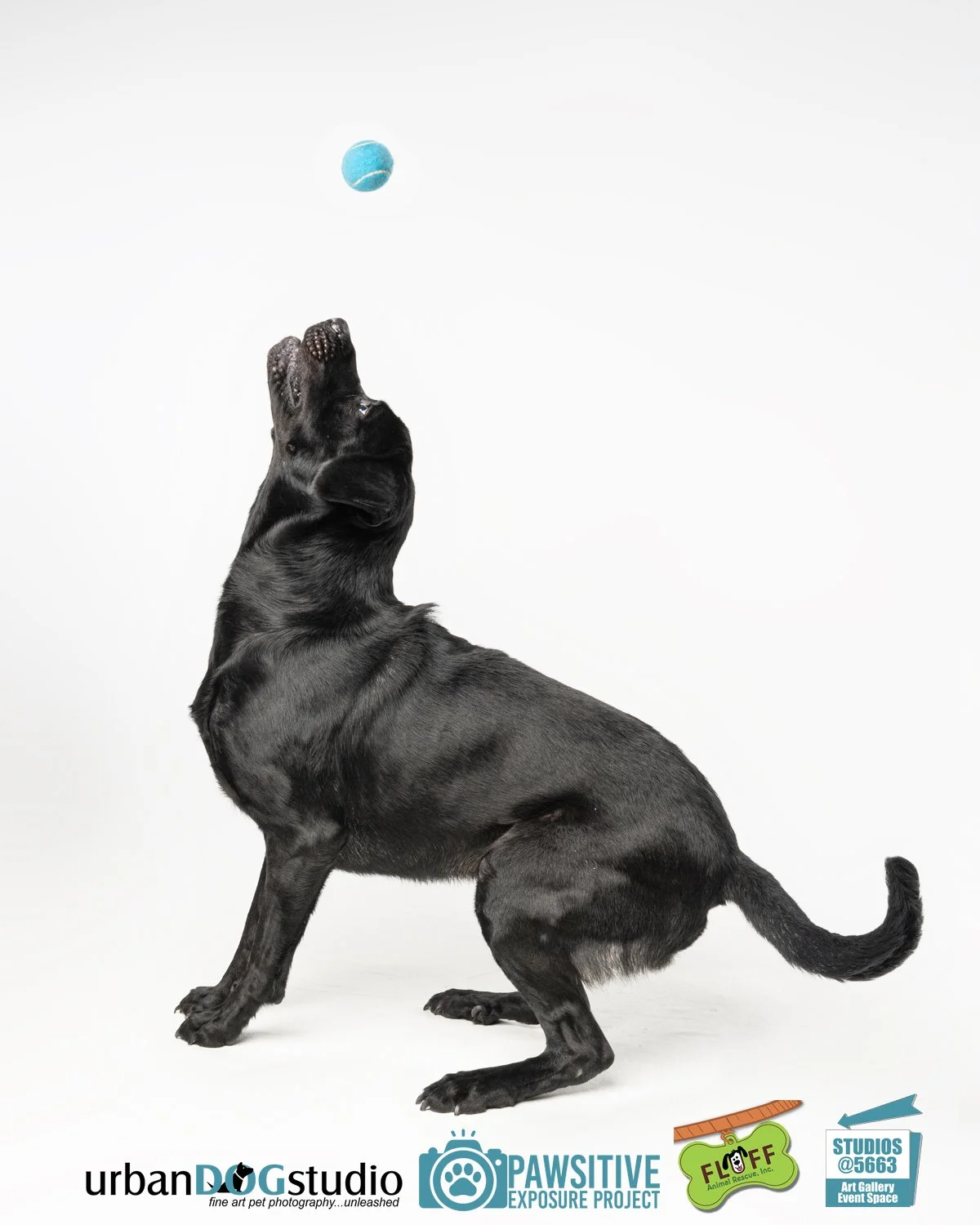 Urban_Dog_Studio--_LME8547-Edit copy.jpg