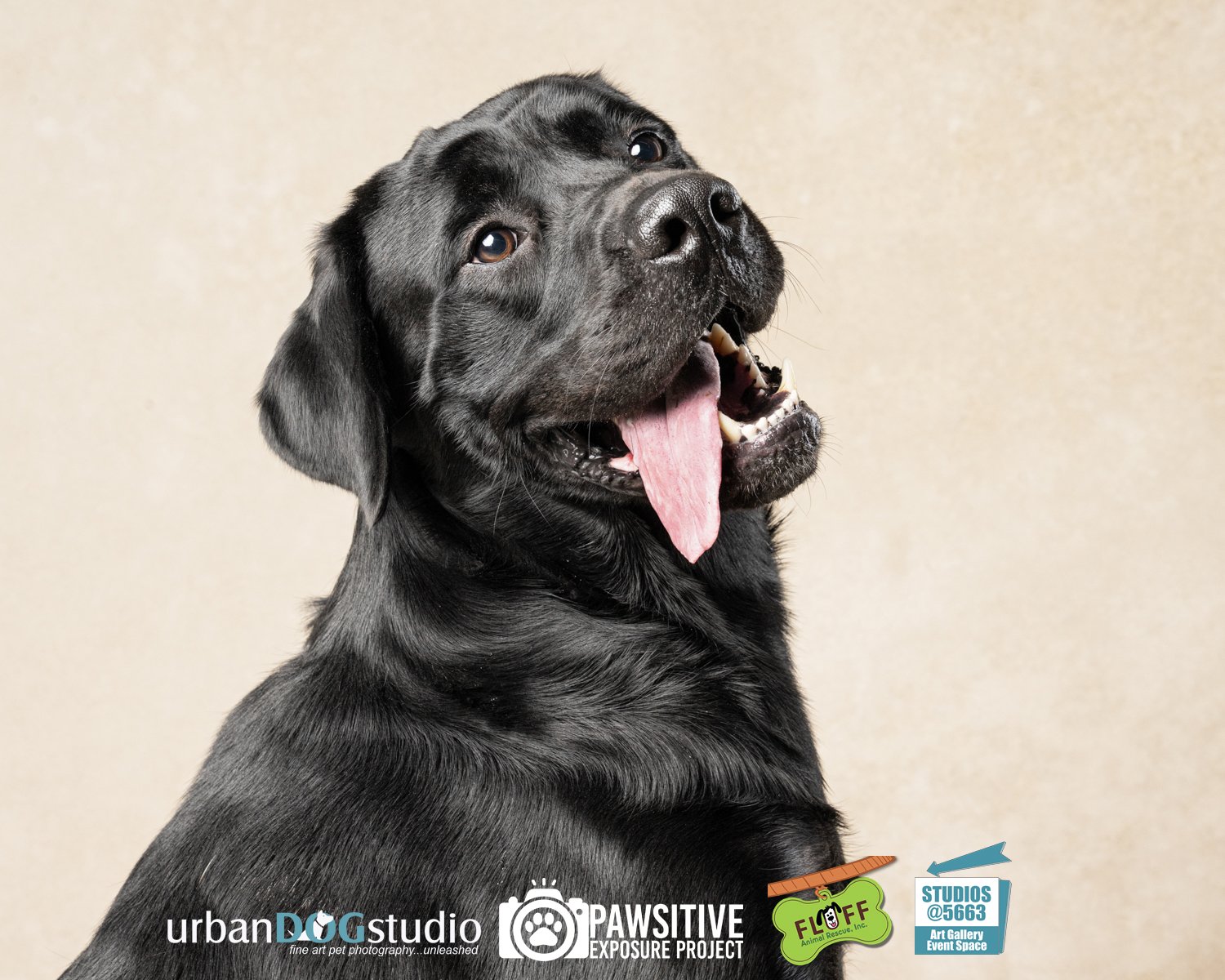 Urban_Dog_Studio--_LME8577-Edit copy.jpg