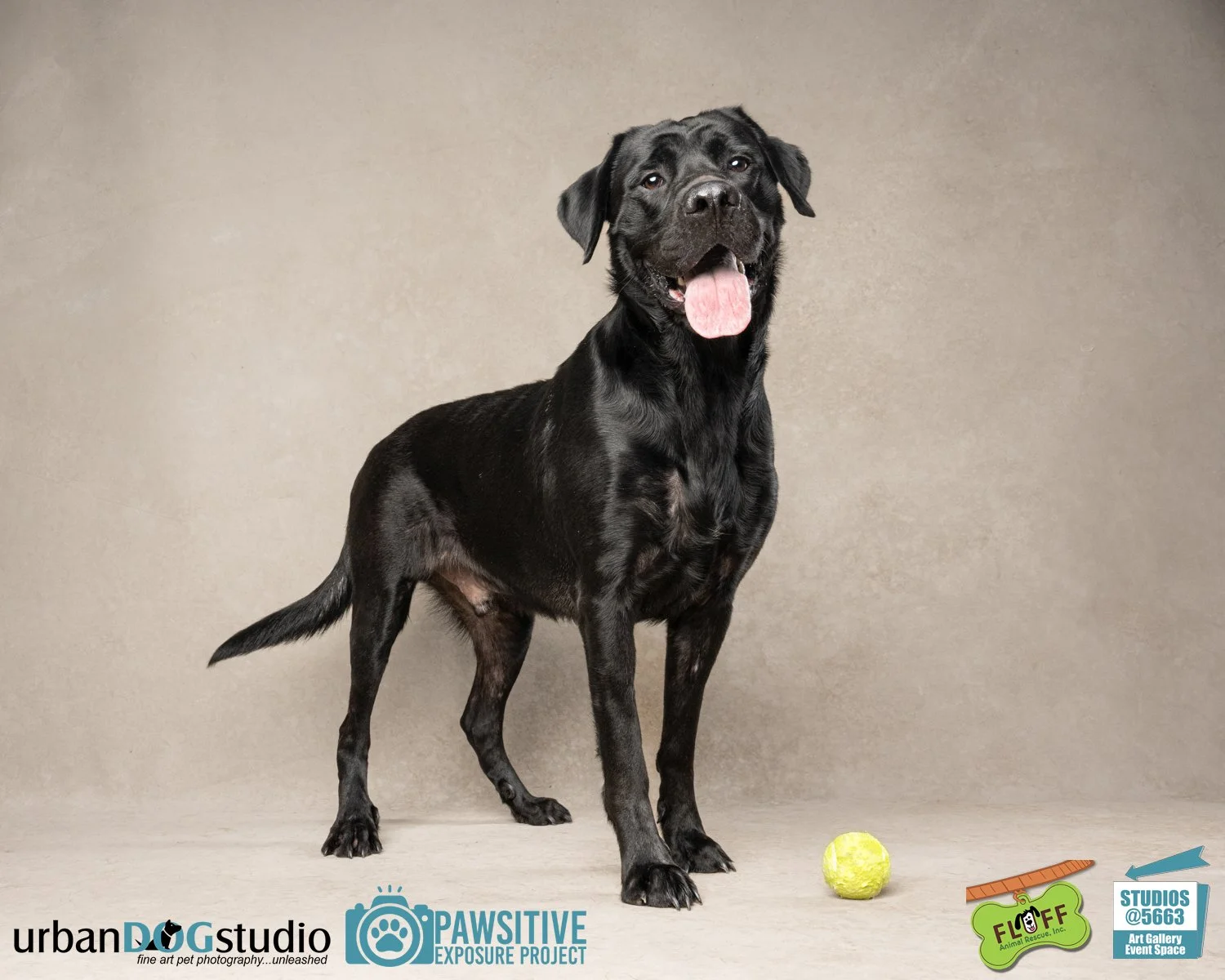 Urban_Dog_Studio--_LME8600-Edit copy.jpg