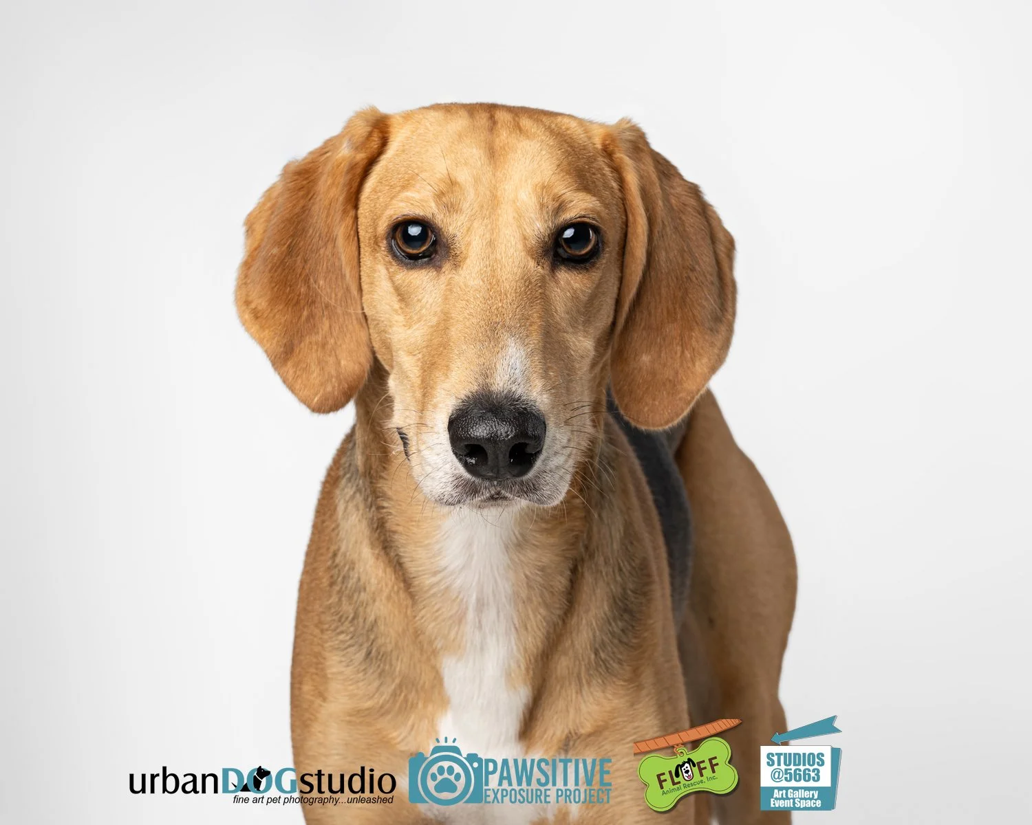 Urban_Dog_Studio-_LME8513-Edit copy.jpg