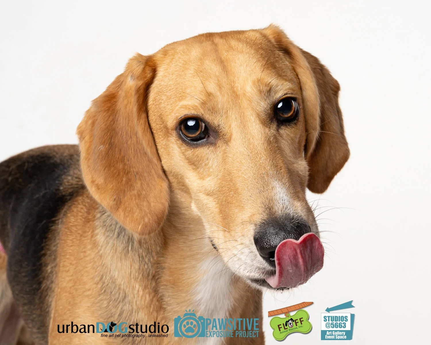Urban_Dog_Studio-_LME8523-Edit copy.jpg