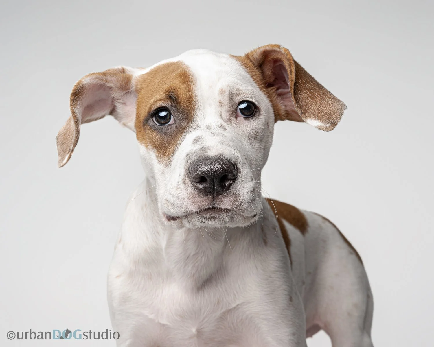 Urban_Dog_Studio_wm-_LME8637-Edit.jpg