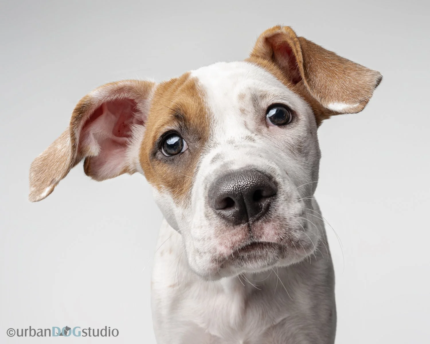 Urban_Dog_Studio_wm-_LME8646-Edit.jpg