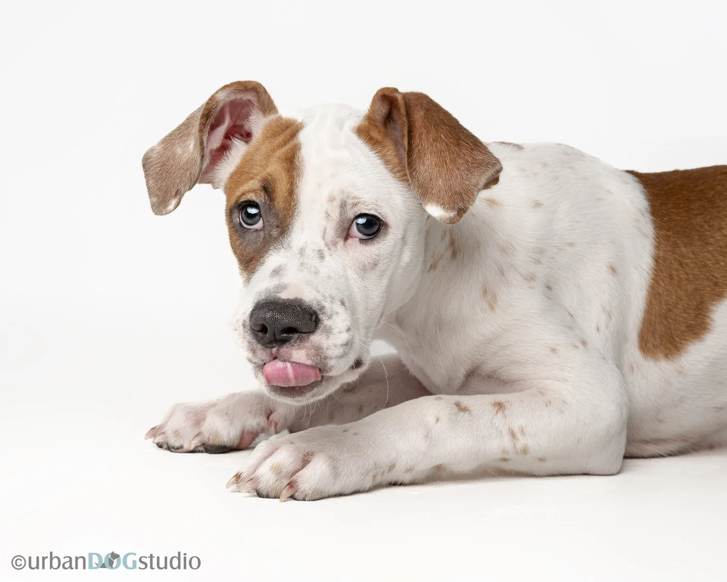Urban_Dog_Studio_wm-_LME8660-Edit.jpg