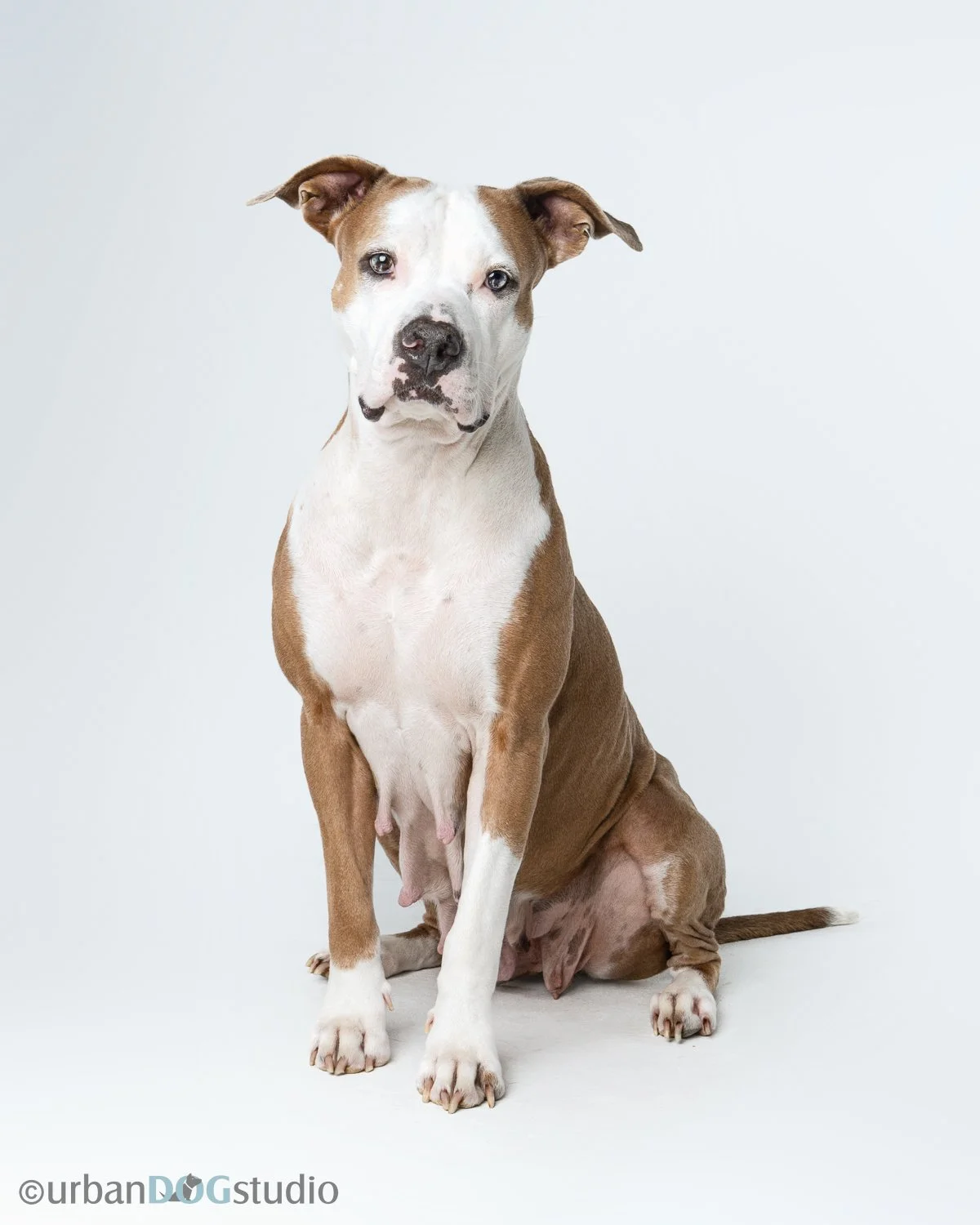 Urban_Dog_Studio_wm-_LME8711-Edit.jpg