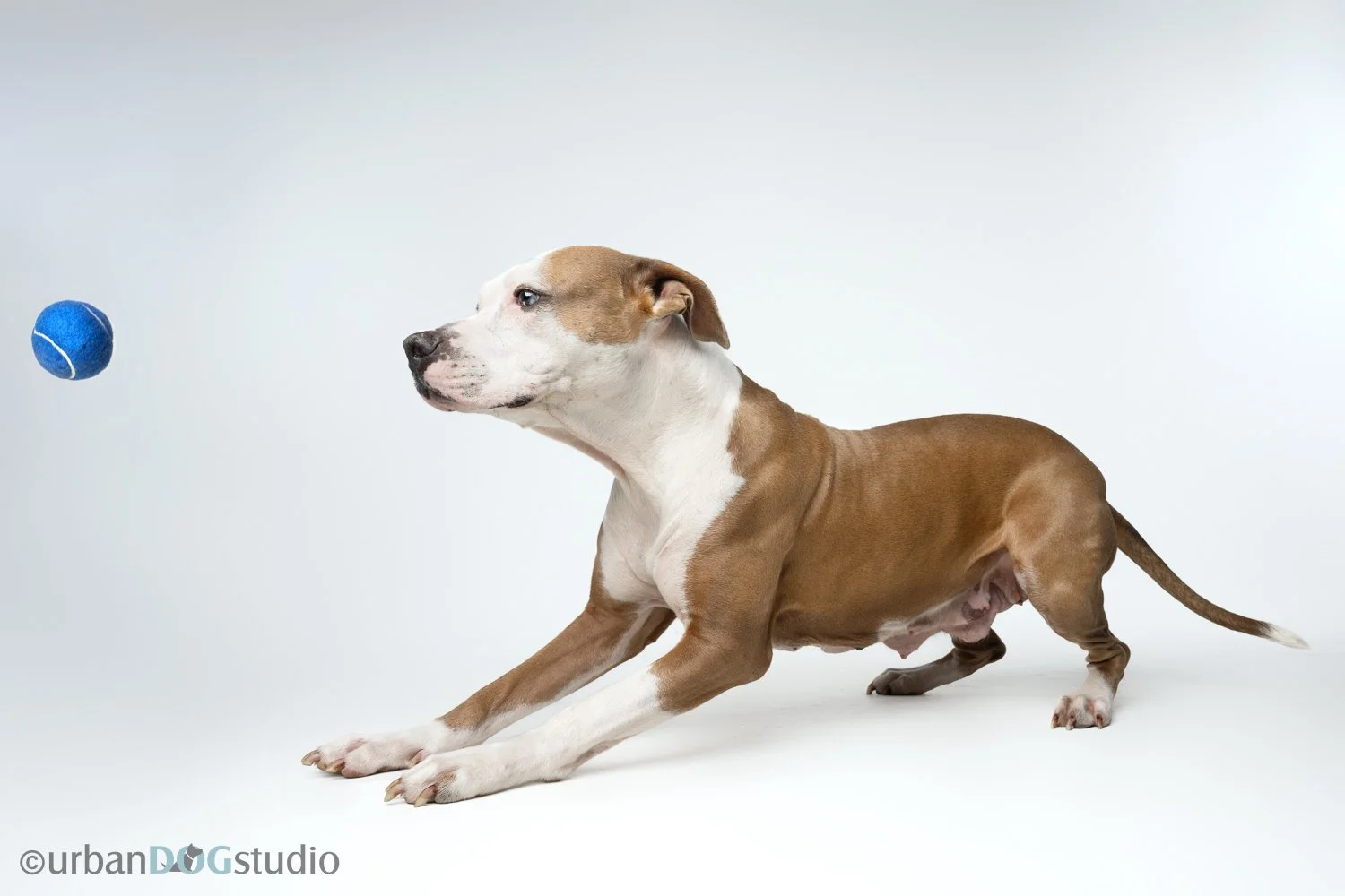 Urban_Dog_Studio_wm-_LME8731-Edit.jpg