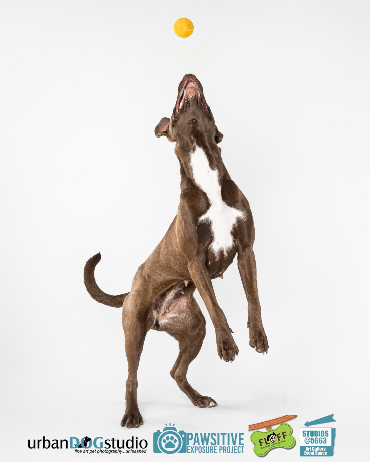 Urban_Dog_Studio-_LME8774-Edit copy.jpg