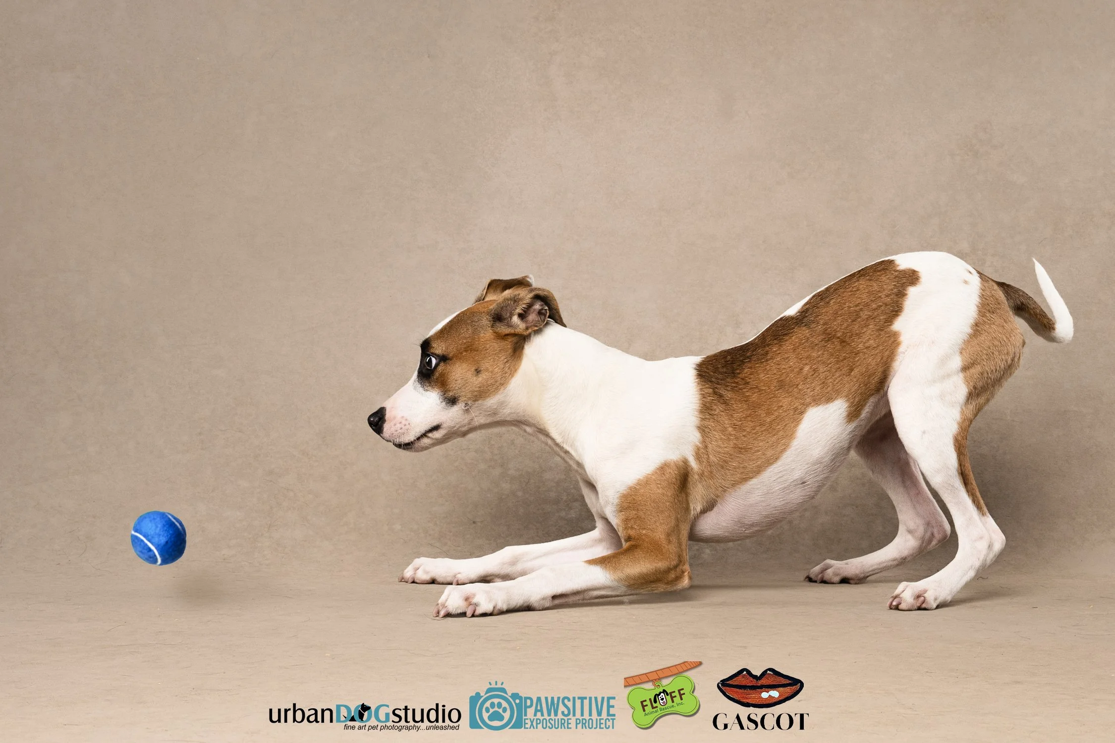 Urban_Dog_Studio-_LME8953-Edit-Edit copy.jpg