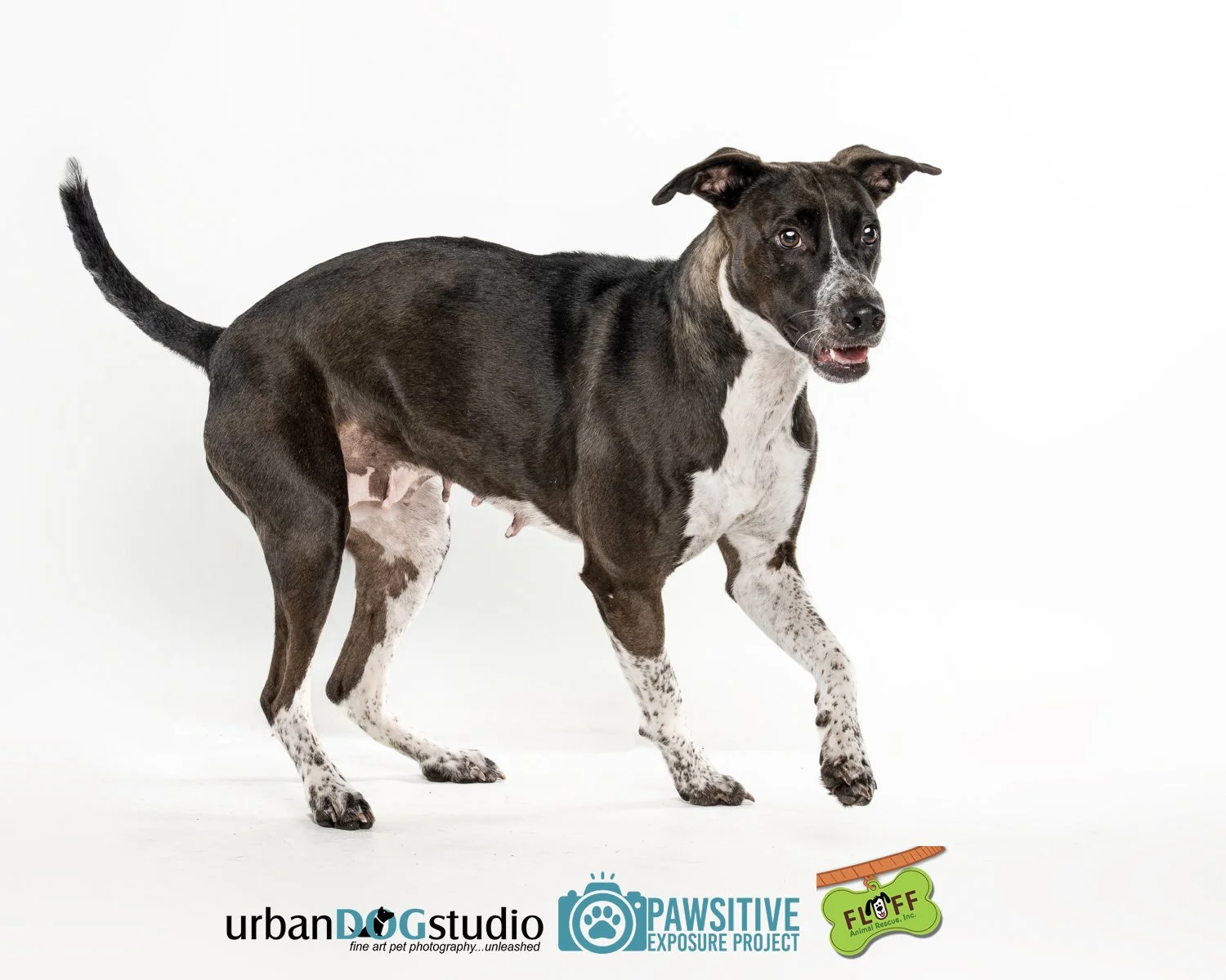 Urban_Dog_Studio-_LME9193-Edit copy.jpg