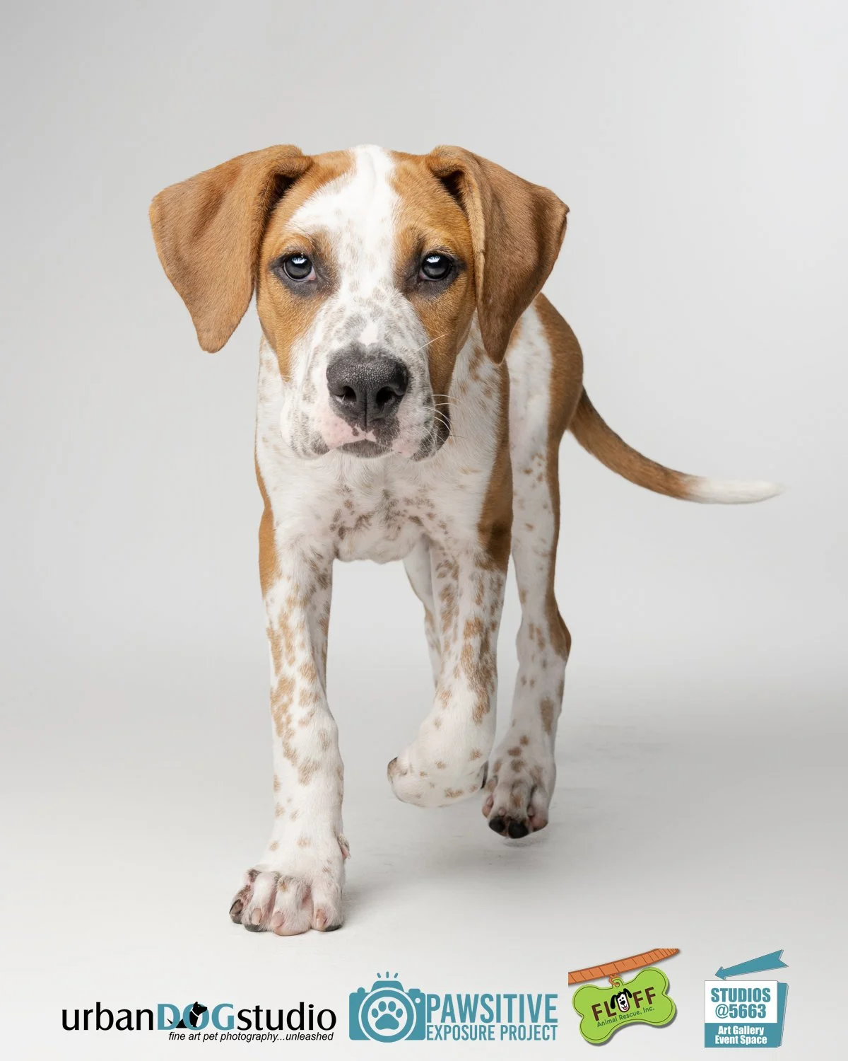 Urban_Dog_Studio-_LME9072-Edit copy.jpg