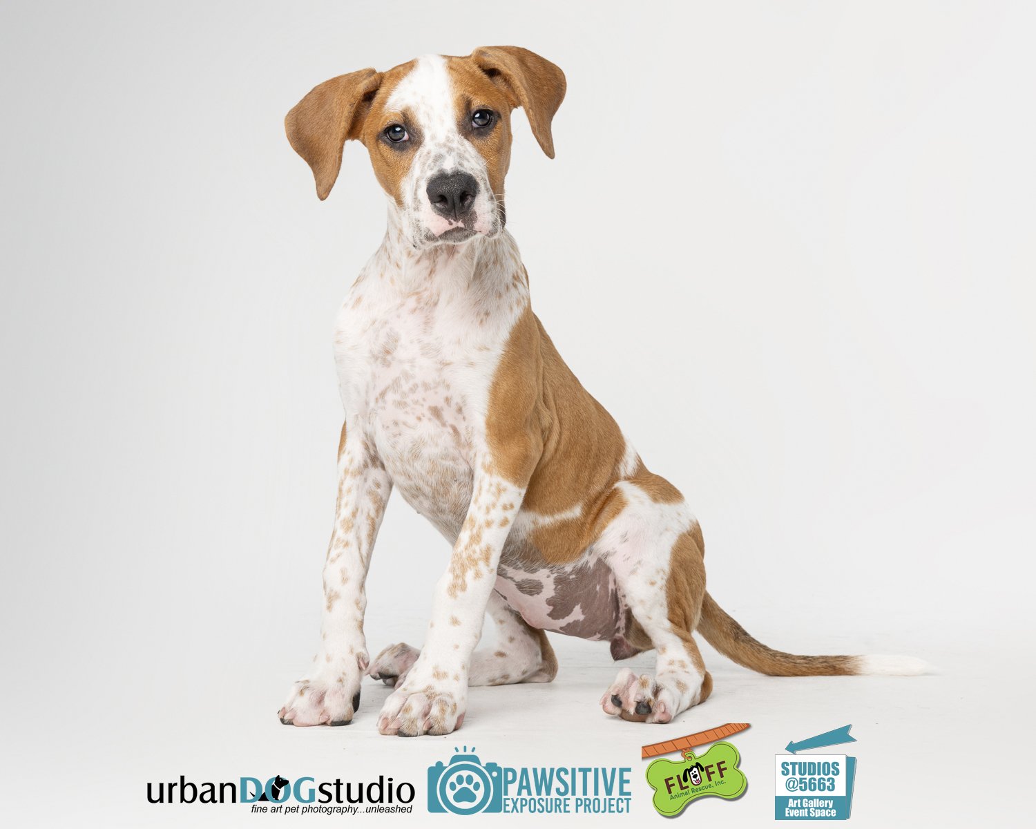 Urban_Dog_Studio-_LME9086-Edit copy.jpg
