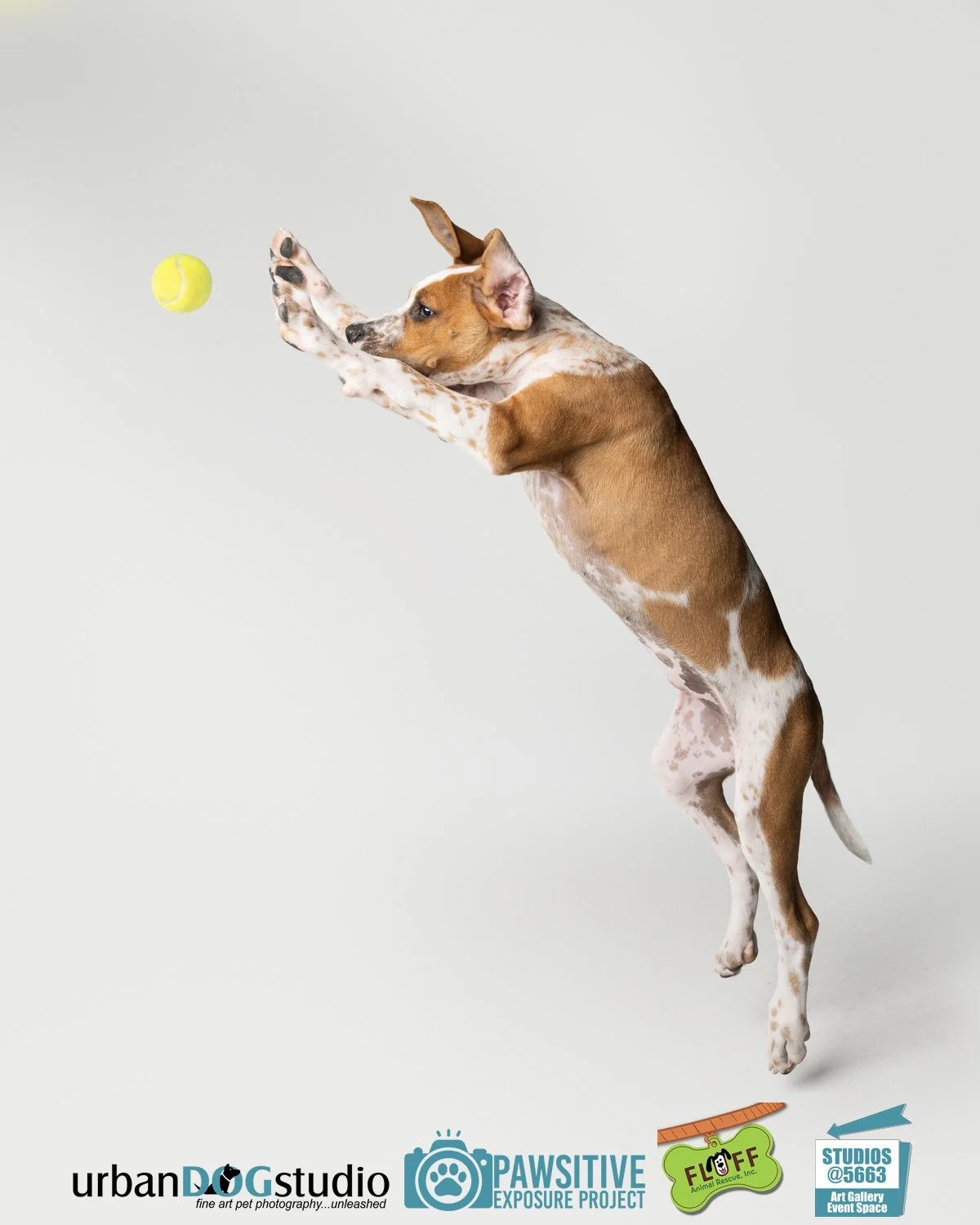 Urban_Dog_Studio-_LME9099-Edit-Edit copy.jpg