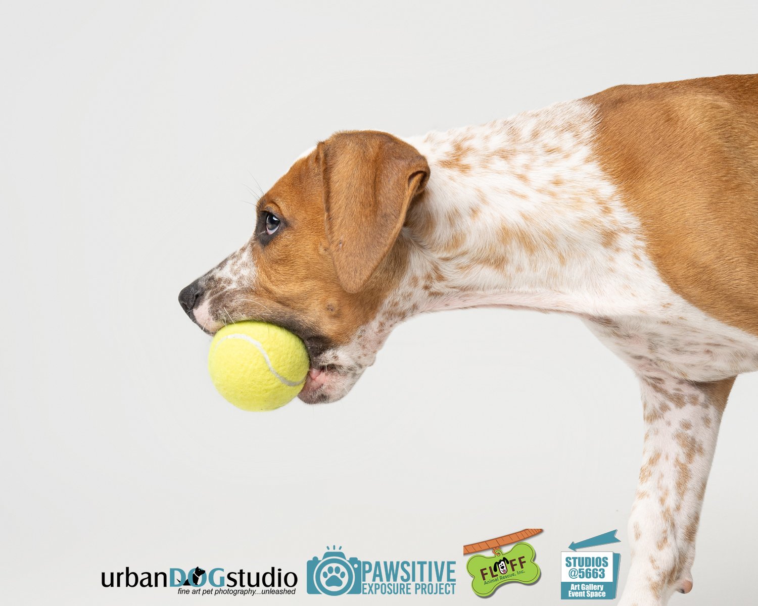 Urban_Dog_Studio-_LME9115-Edit copy.jpg