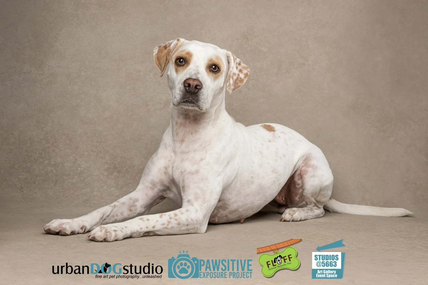 Urban_Dog_Studio-_LME9394-Edit copy.jpg