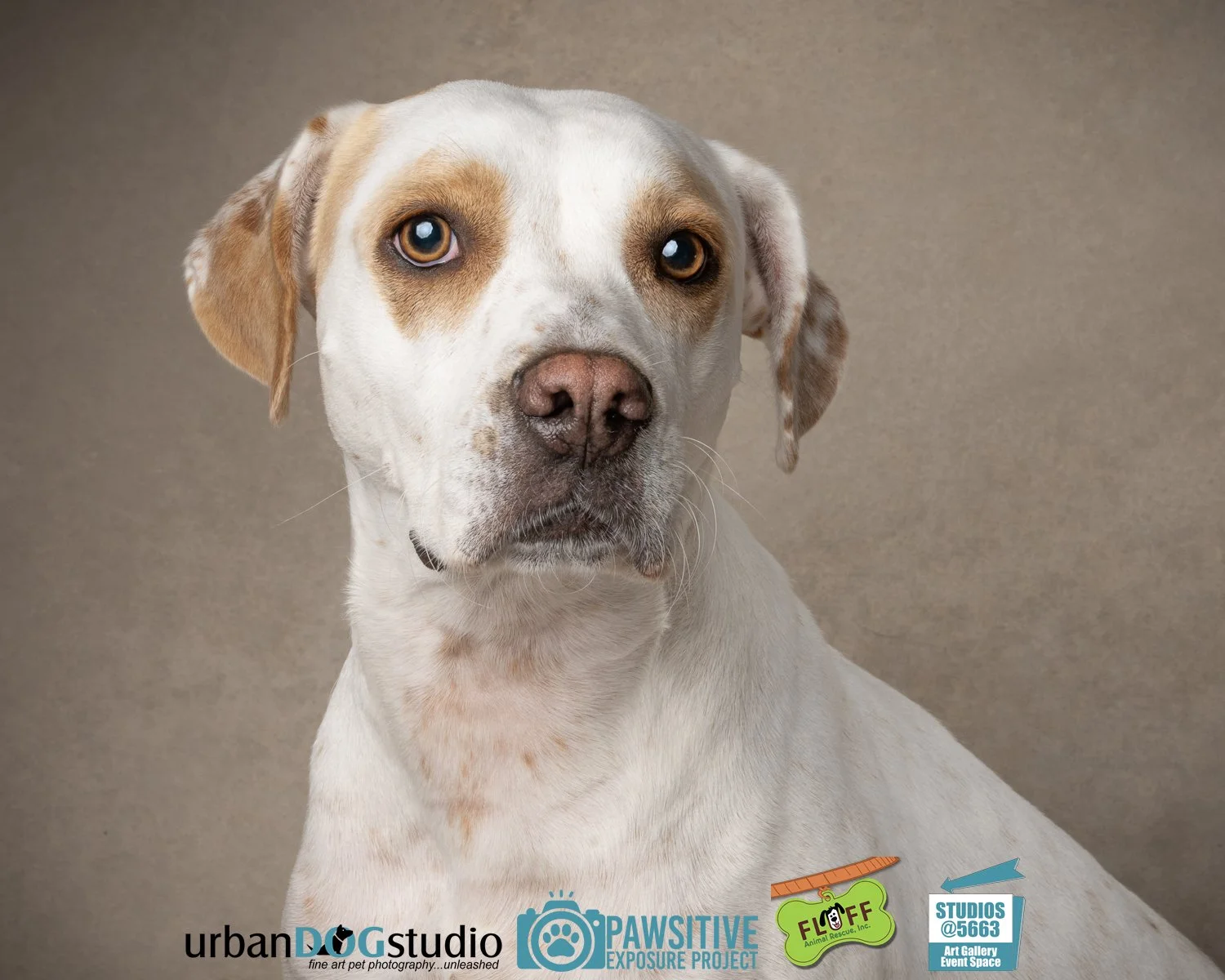 Urban_Dog_Studio-_LME9433-Edit copy.jpg