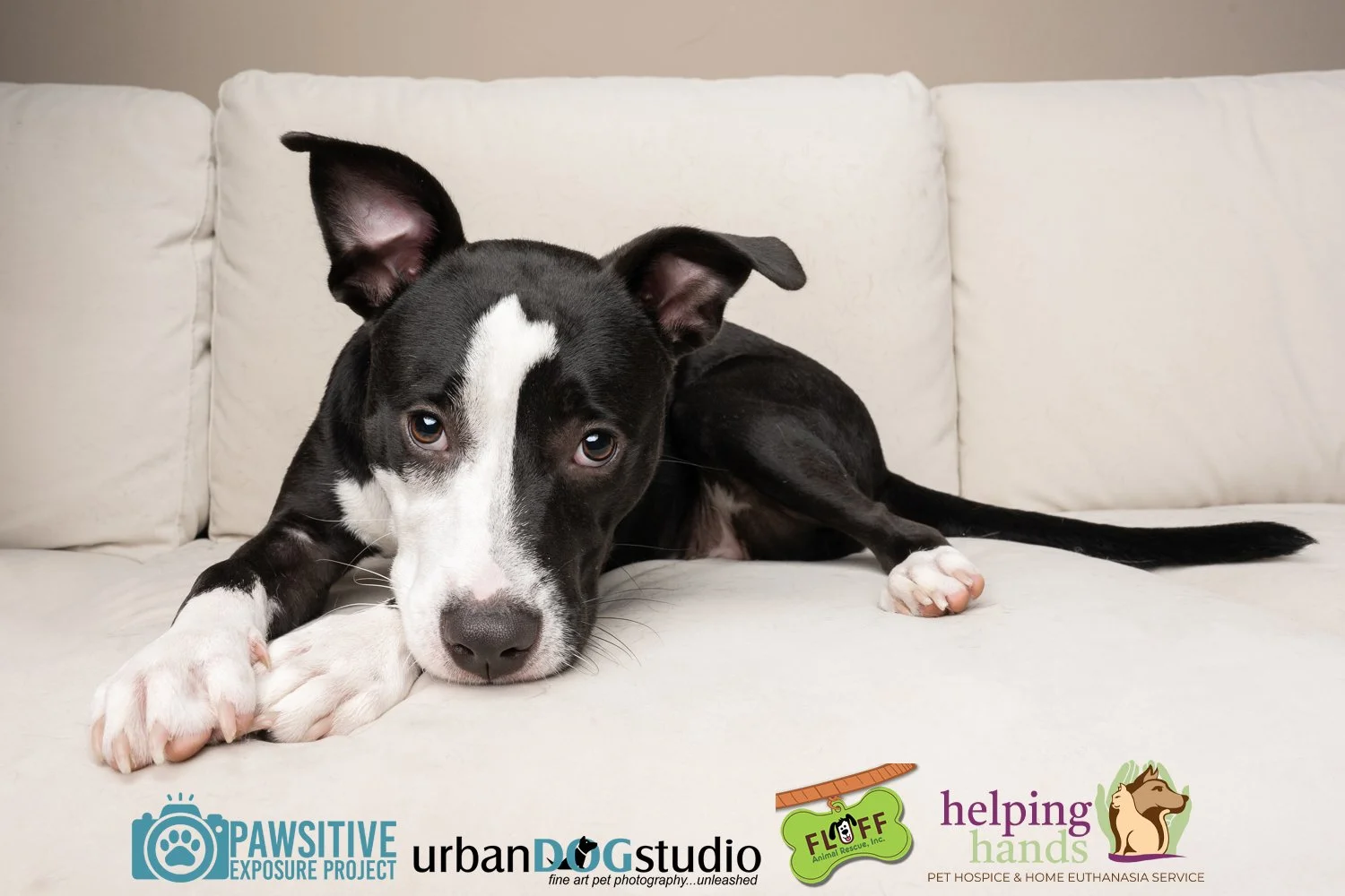 Urban_Dog_Studio-_LME9488-Edit copy.jpg