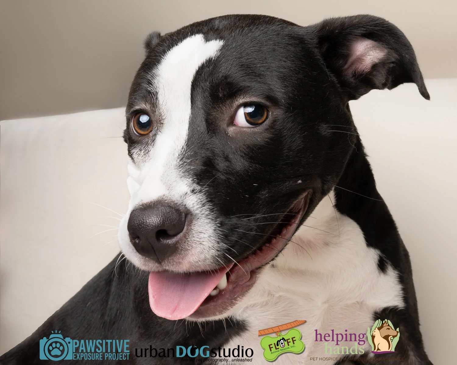 Urban_Dog_Studio-_LME9495-Edit copy.jpg
