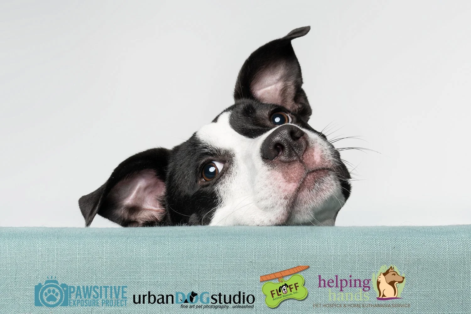 Urban_Dog_Studio-_LME9502-Edit copy.jpg