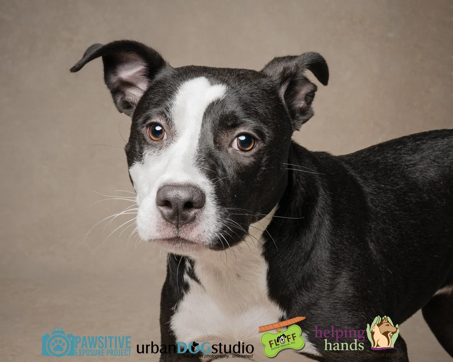 Urban_Dog_Studio-_LME9526-Edit copy.jpg