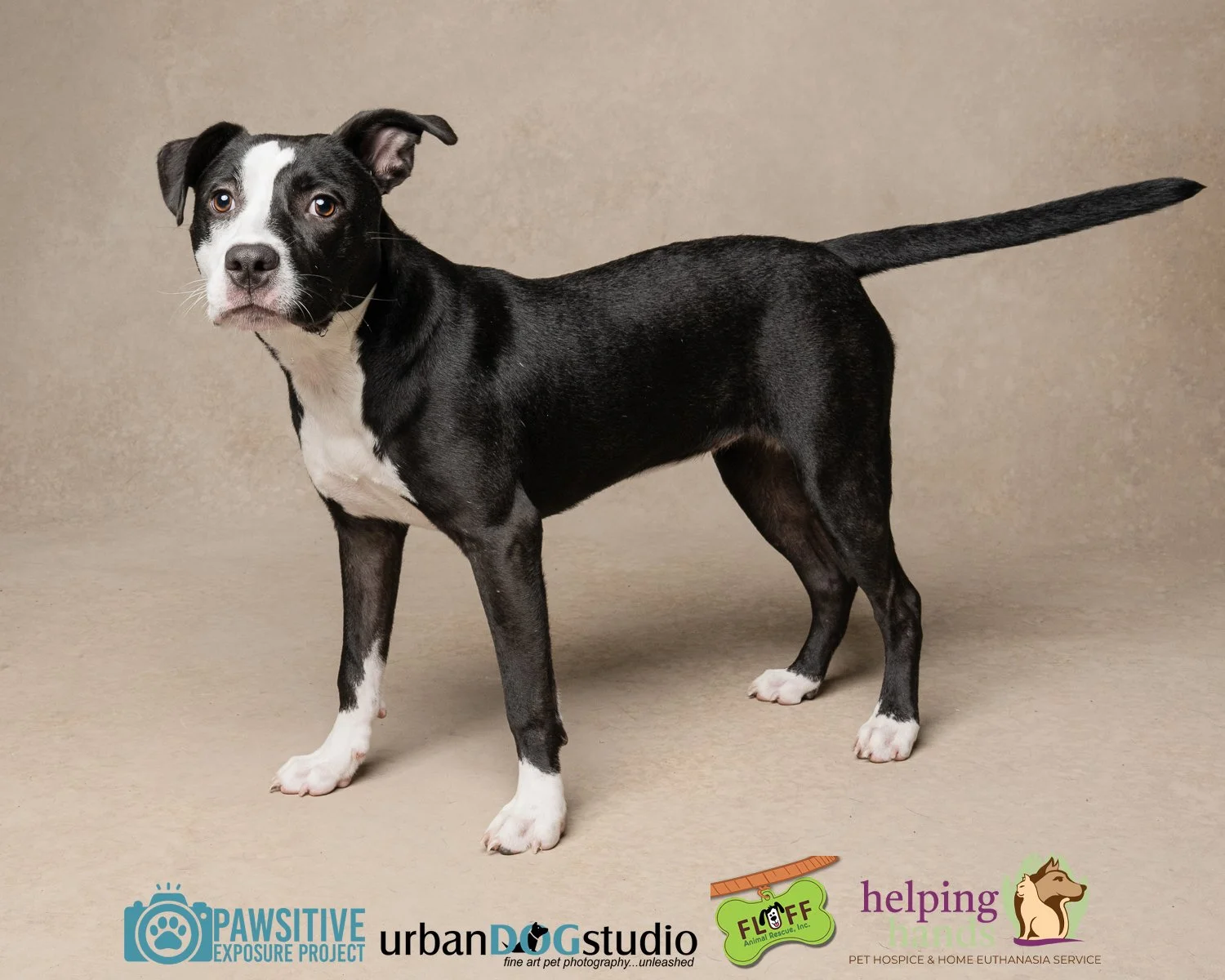Urban_Dog_Studio-_LME9533-Edit copy.jpg