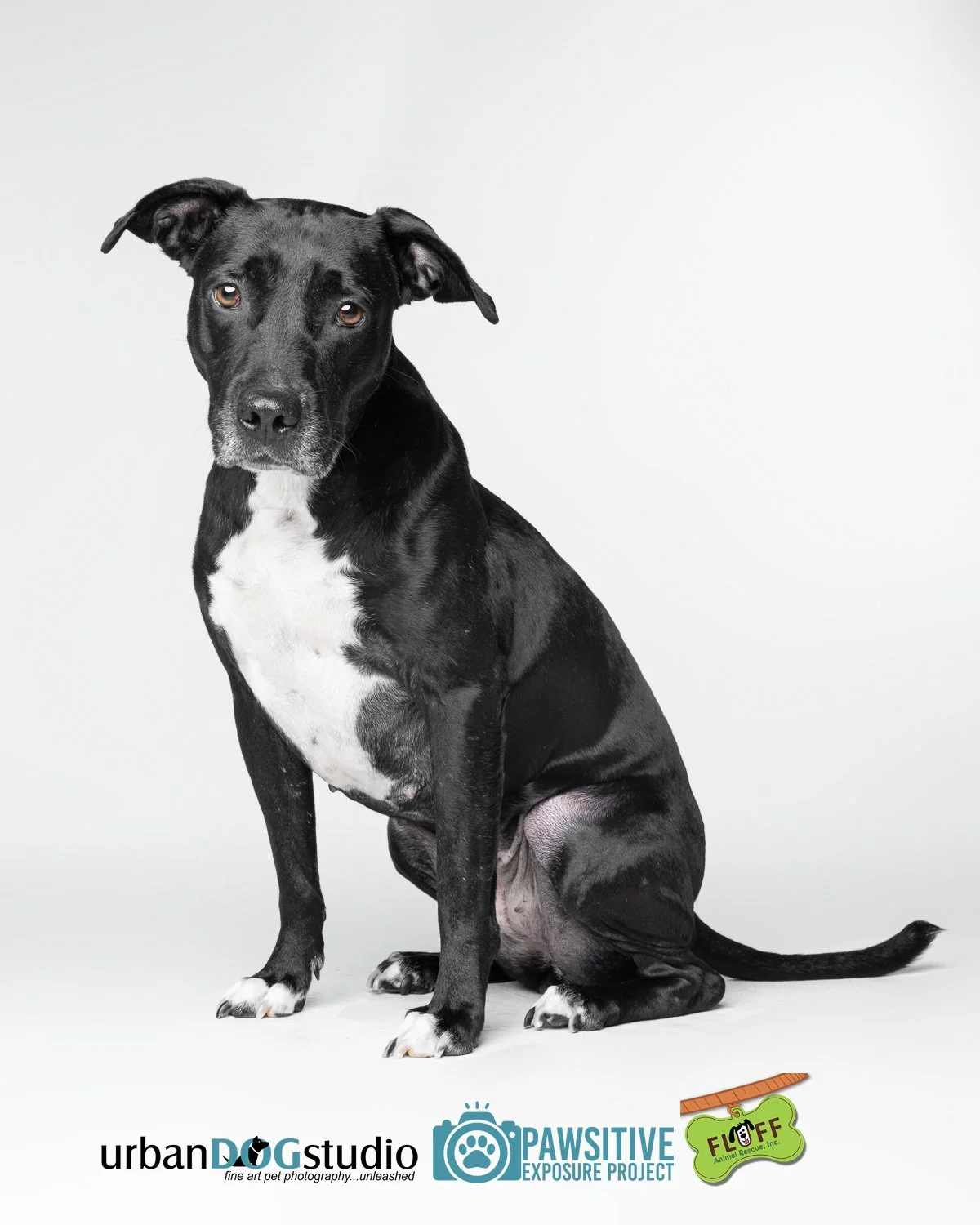Urban_Dog_Studio-_LME9538-Edit copy.jpg