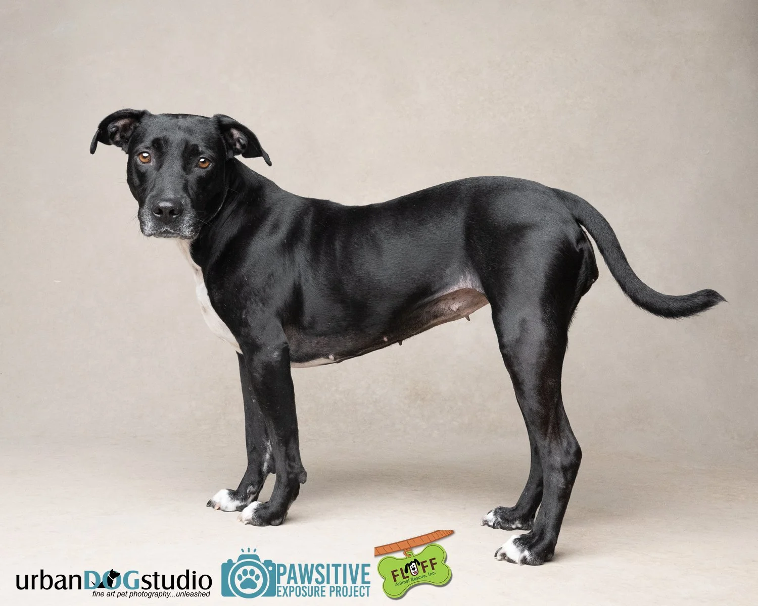 Urban_Dog_Studio-_LME9548-Edit copy.jpg