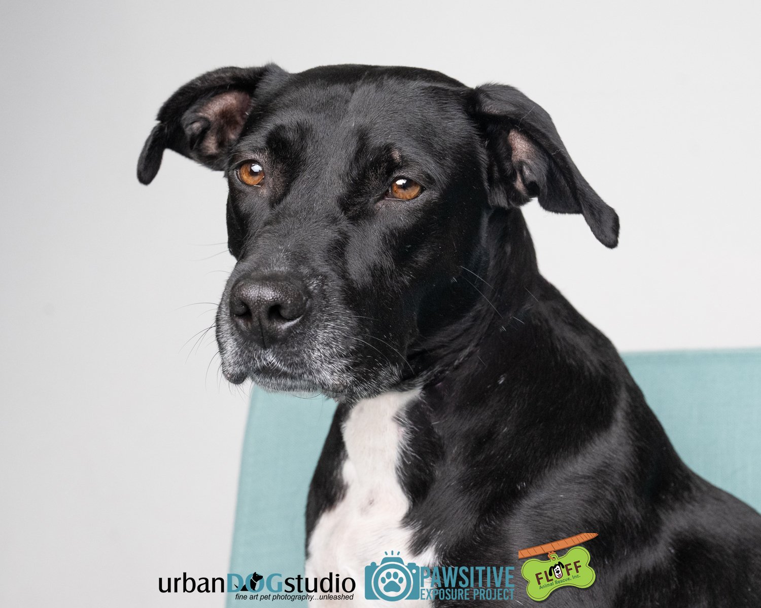 Urban_Dog_Studio-_LME9604-Edit copy.jpg
