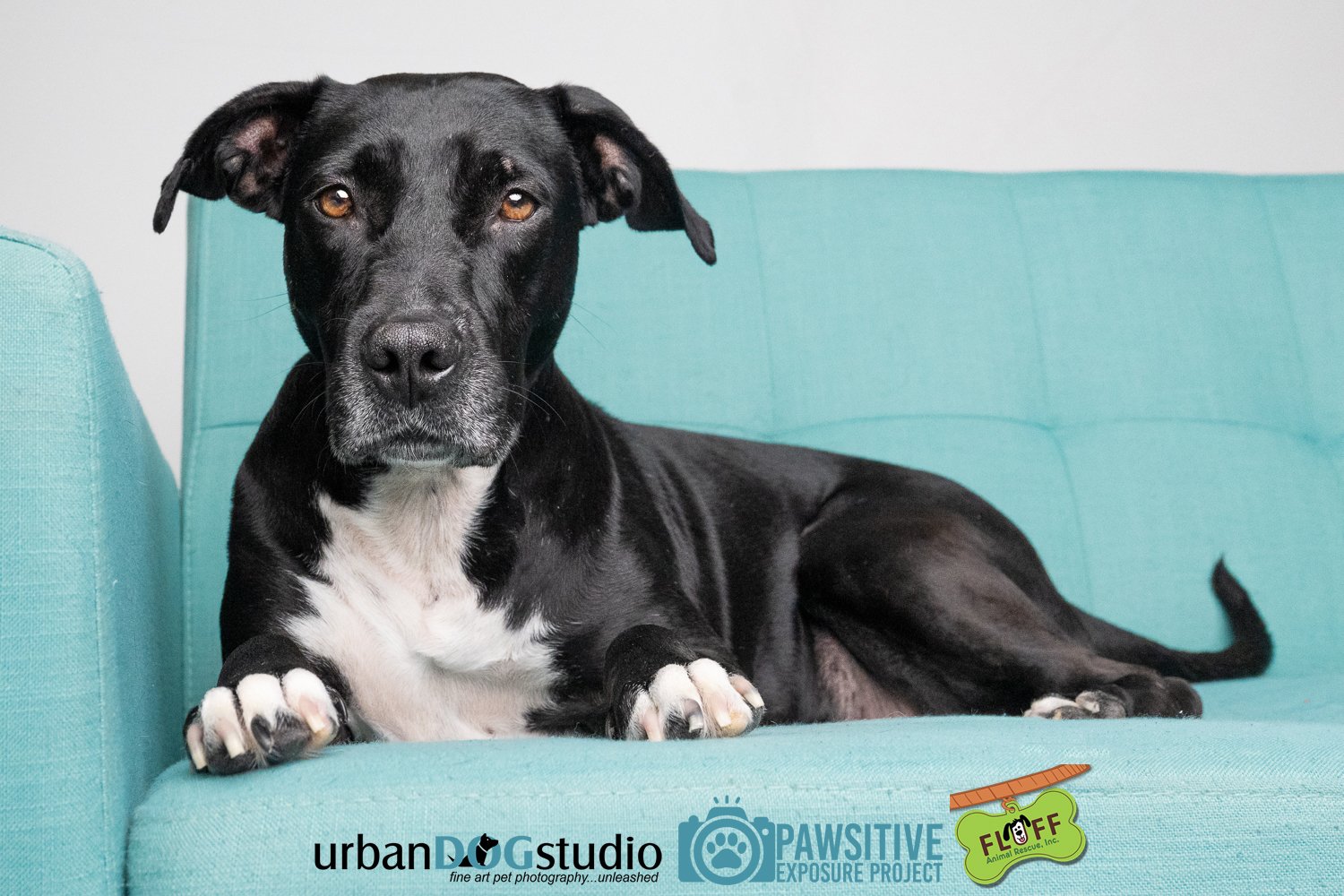 Urban_Dog_Studio-_LME9628-Edit copy.jpg