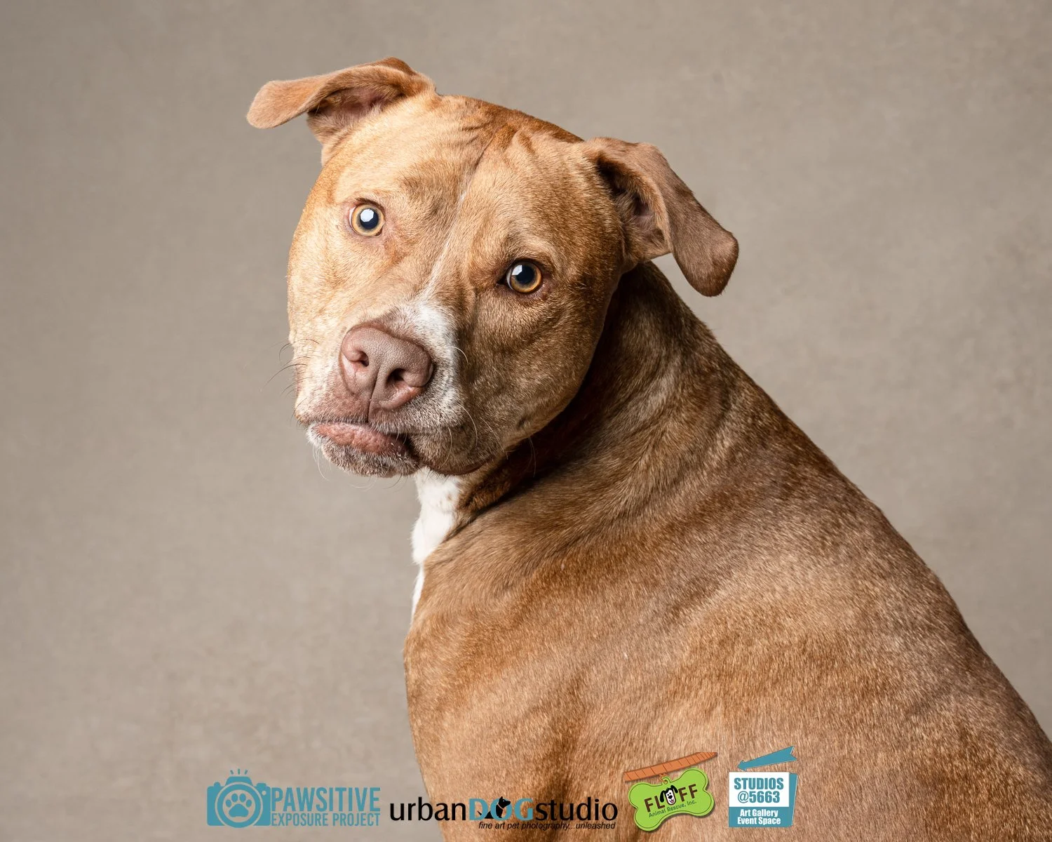 Urban_Dog_Studio-_LME9644-Edit copy.jpg