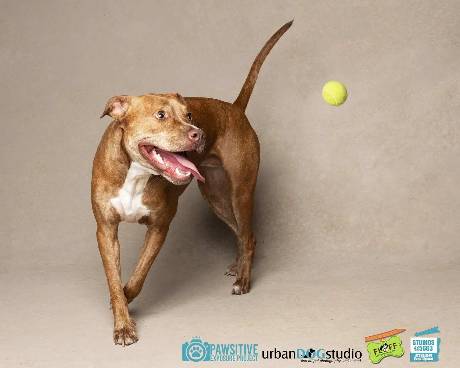 Urban_Dog_Studio-_LME9697-Edit copy.jpg