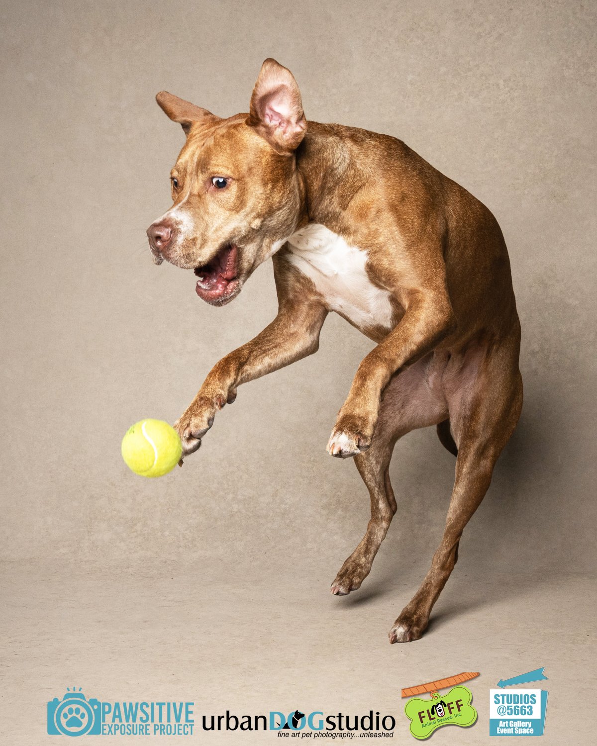 Urban_Dog_Studio-_LME9708-Edit copy.jpg