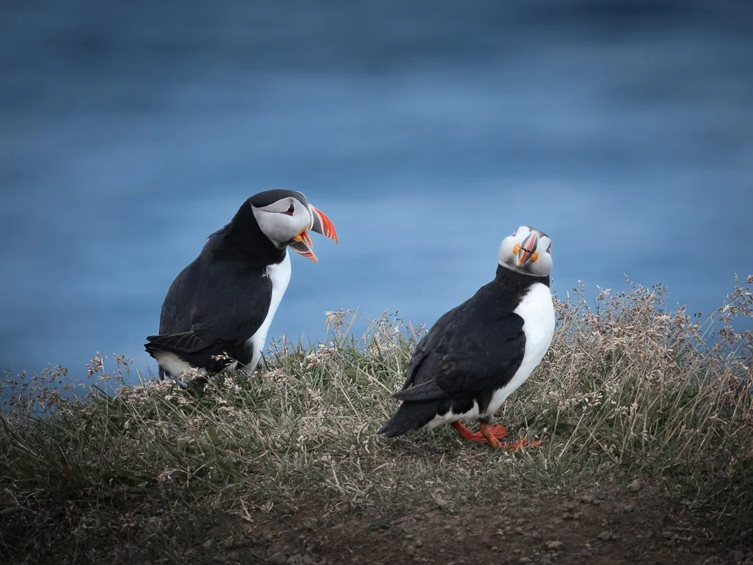 20260710-7V3A0397Puffins.jpg