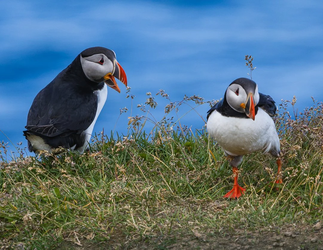 Atlantic Puffin pair in North Iceland. 