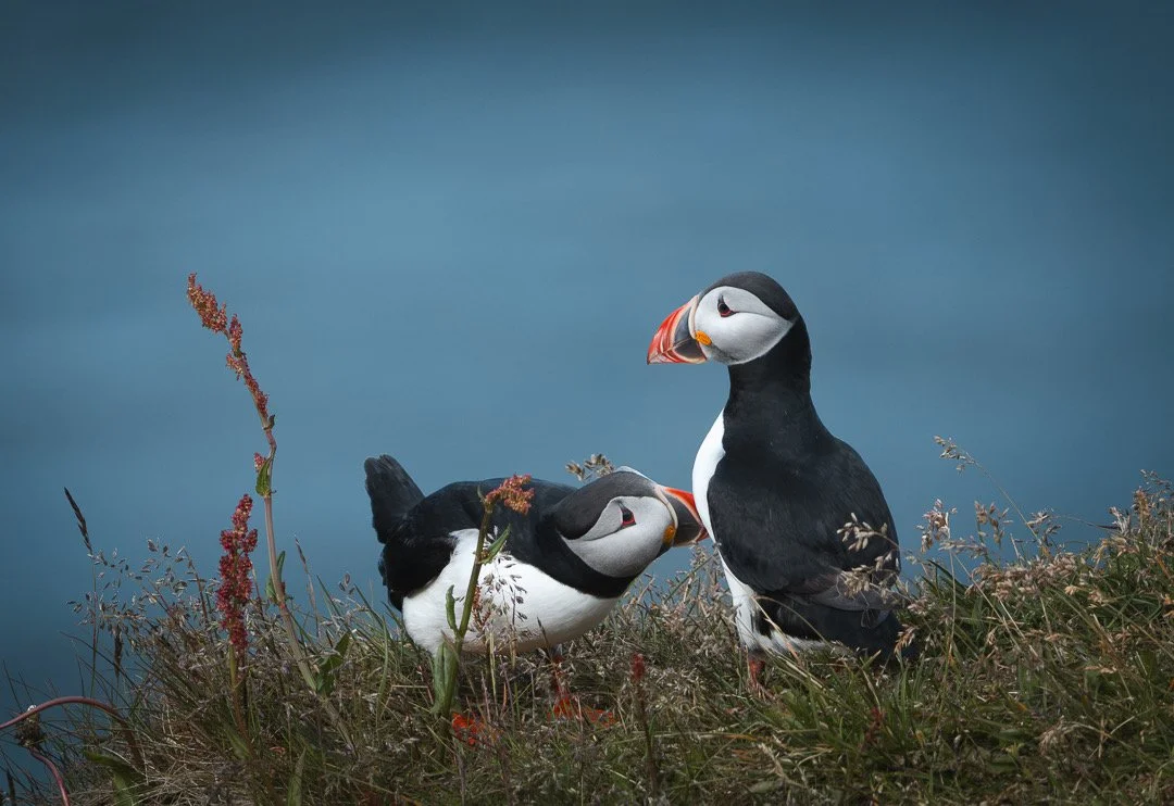 Iceland has the largest colony of Atlantic Puffins.