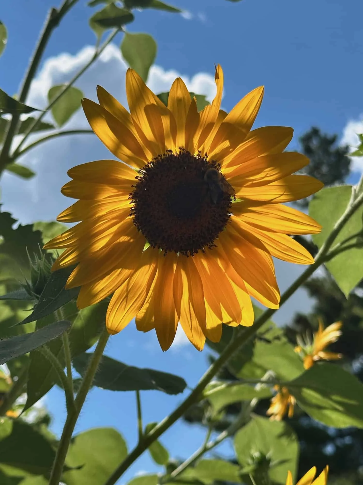 Exuberant Sunflowers