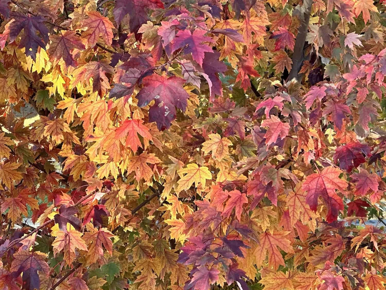 When the Leaves Let Go