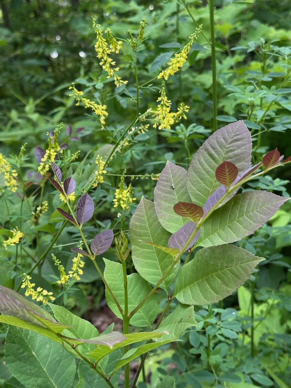 Green, Abundant Life