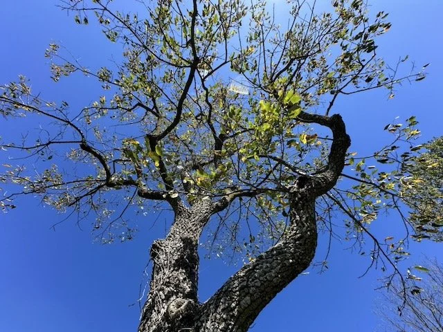 The Deeply Rooted Persimmon Tree
