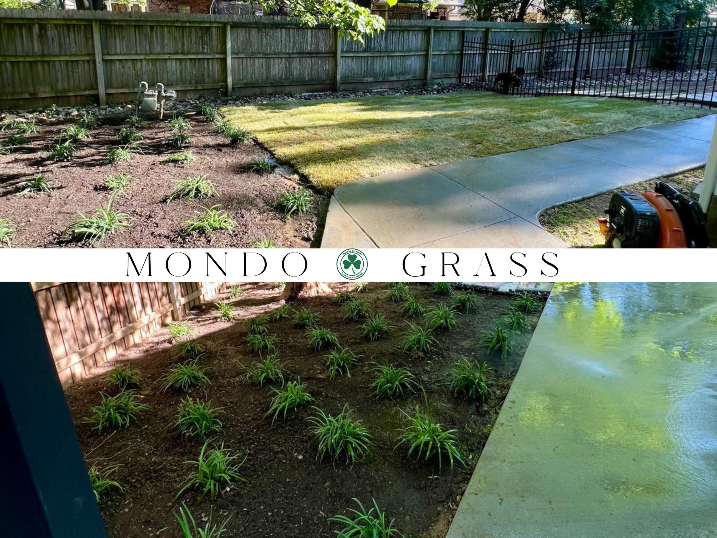ZOYSIA GRASS (3).png