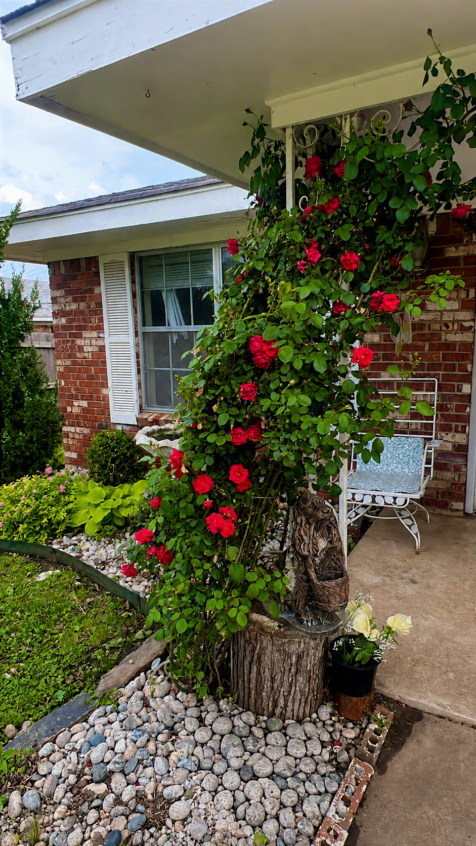 Climging ROSES.png