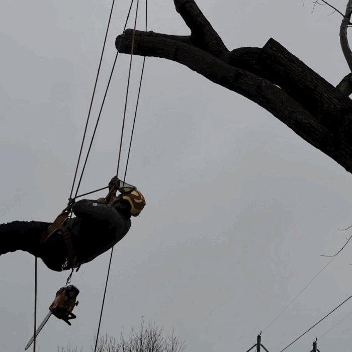 Tree removal, trimming, pruning.
