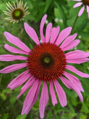 echinacea.jpg