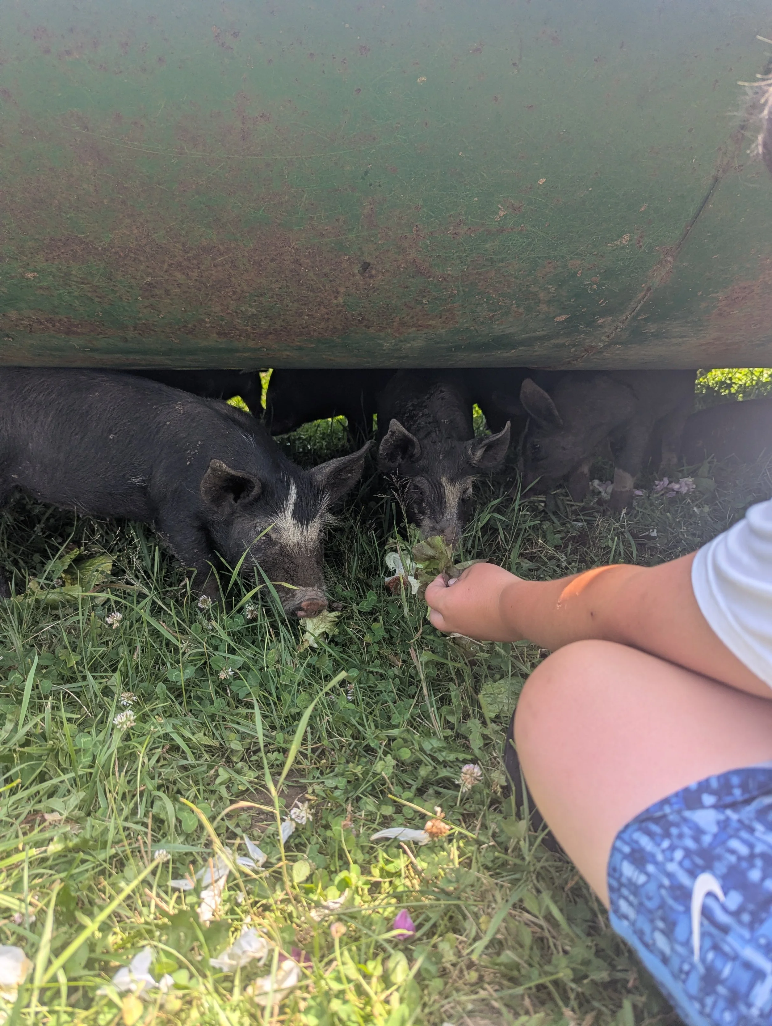 Pancakes with the pigs!