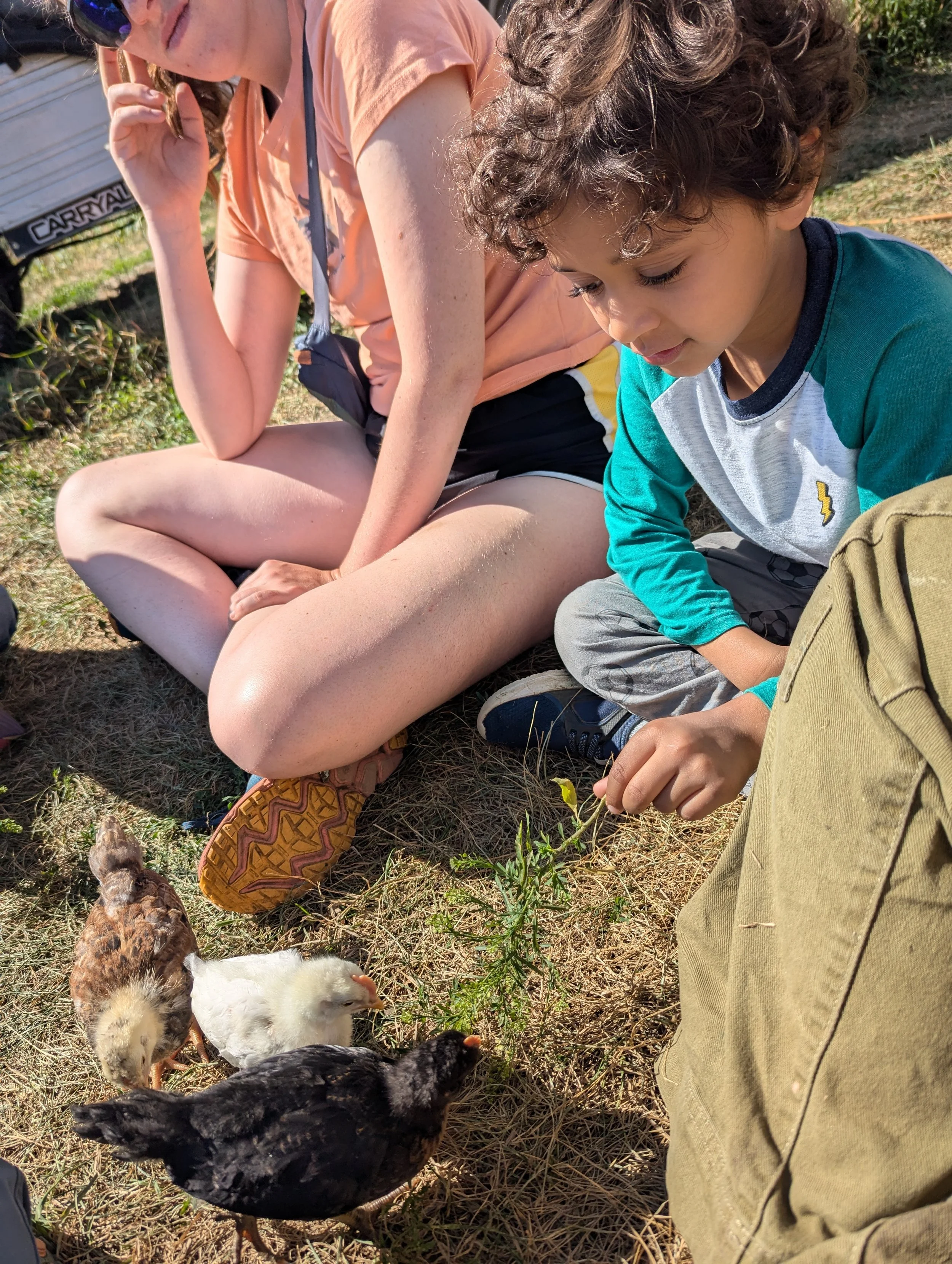Two children sitting on a grassy area feeding chicks, with one child holding a small plant. The children are outdoors on a sunny day.