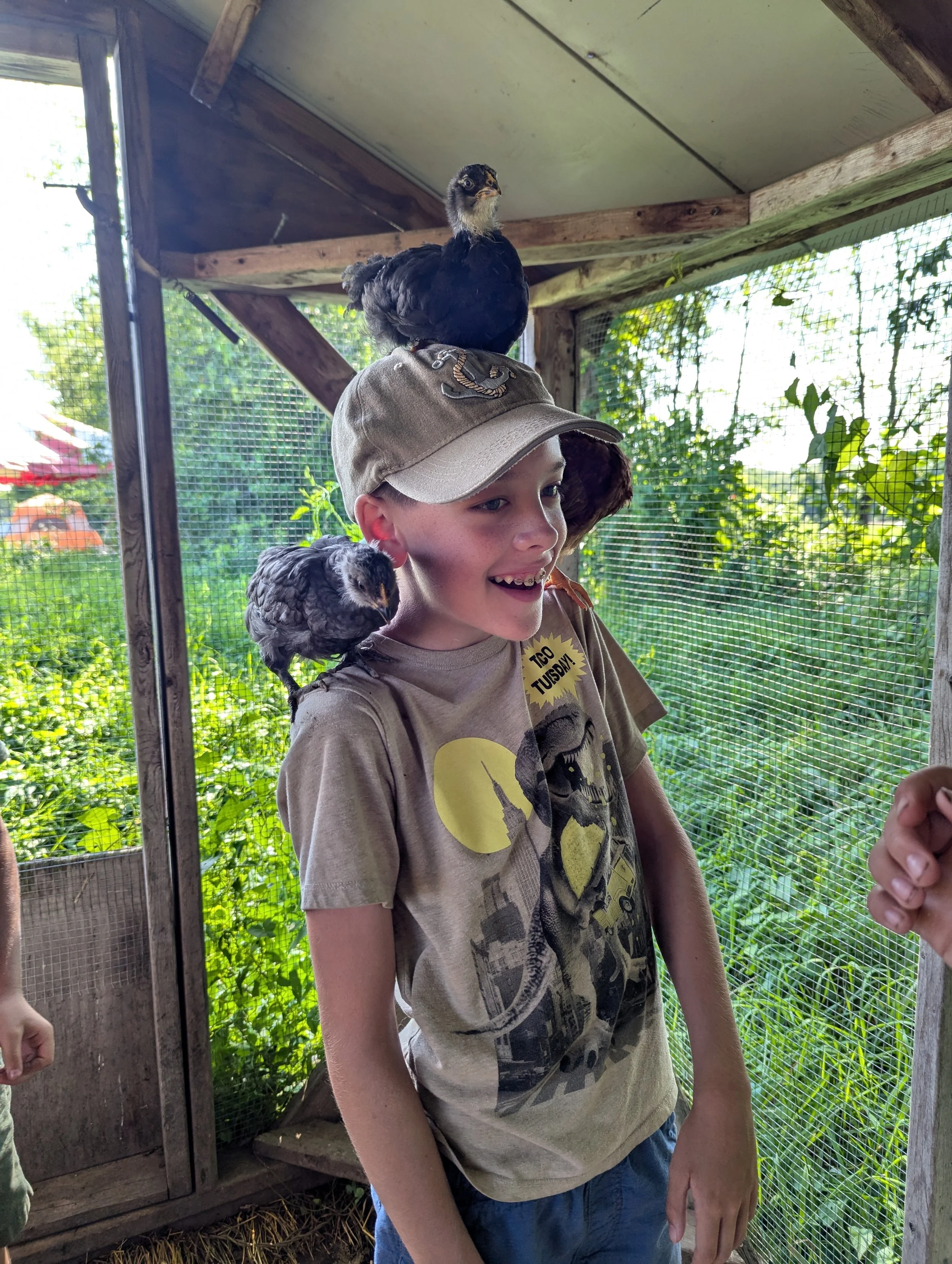 Young boy smiling with multiple small baby chicks perched on his head and shoulders inside a wooden and mesh enclosure.