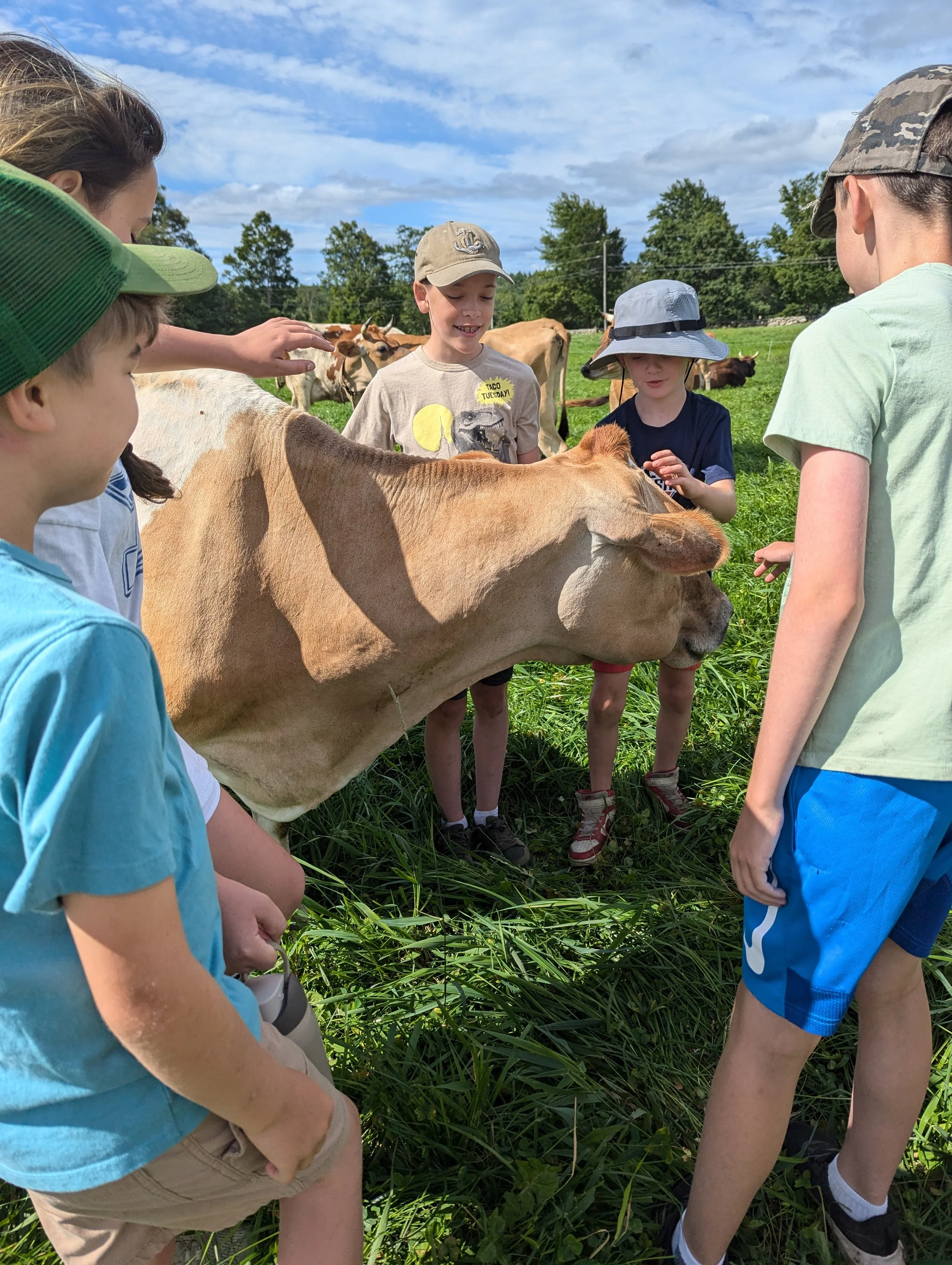 Children petting a light brown cow in a grassy field on a sunny day.