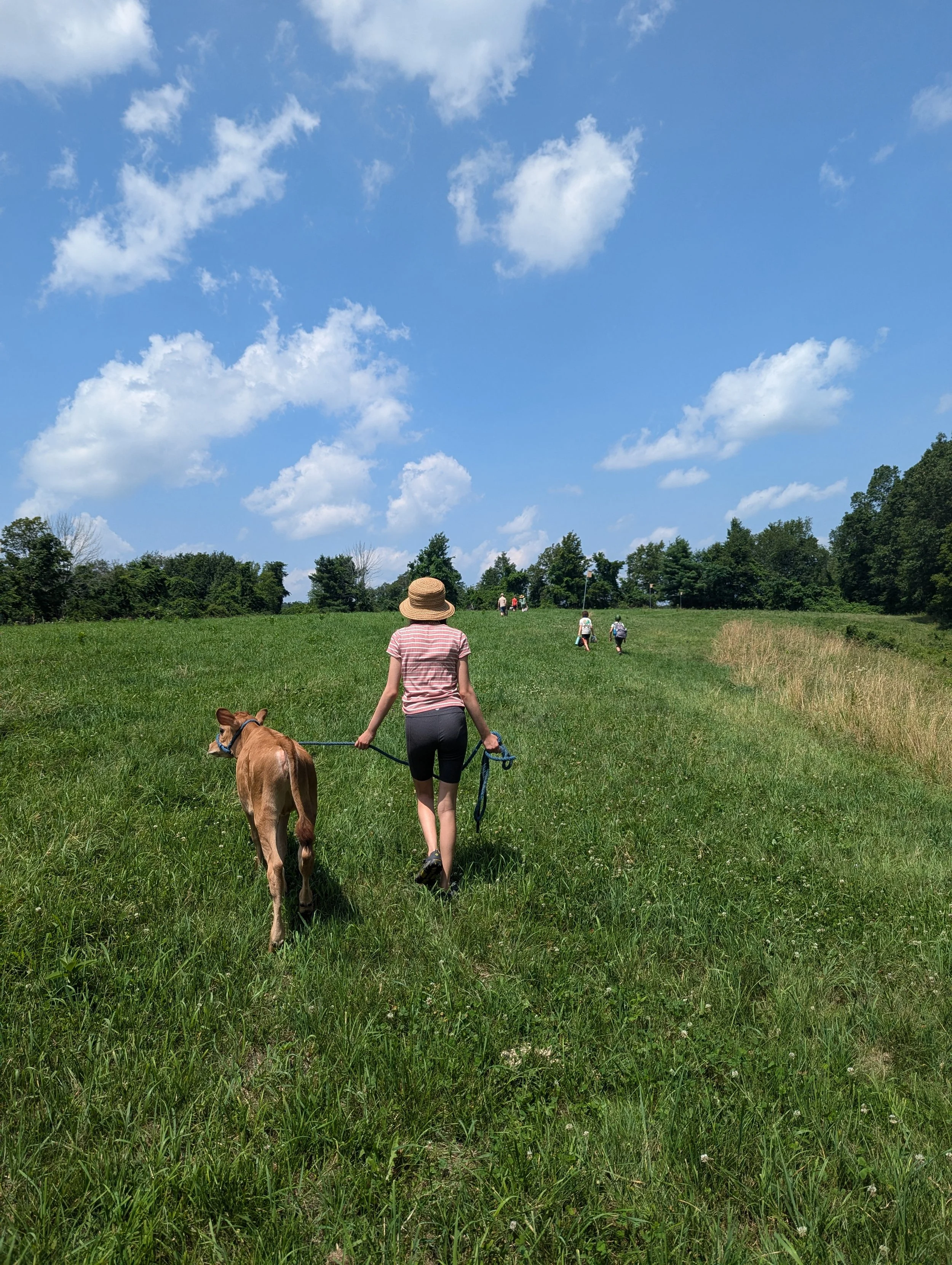 A woman walking on a grassy field with a calf on a leash, under a partly cloudy sky, as other people walk ahead in the distance.