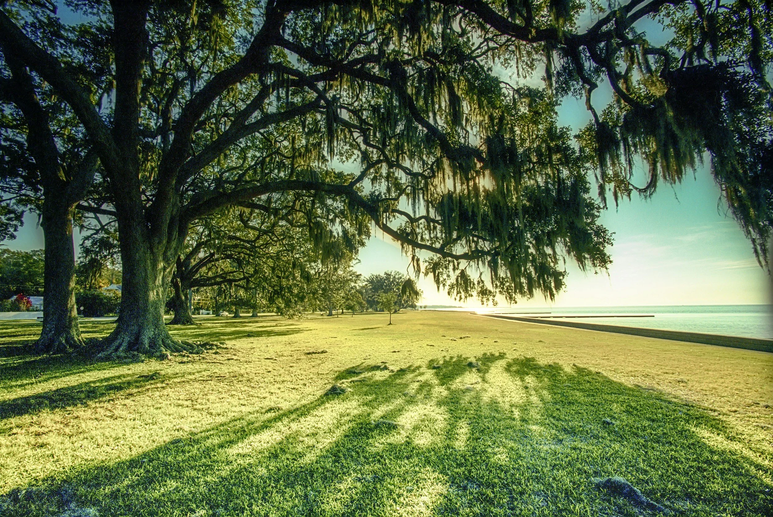 Sunshine filters through large tree branches onto a grassy park near a body of water, with long shadows cast on the vibrant green grass.