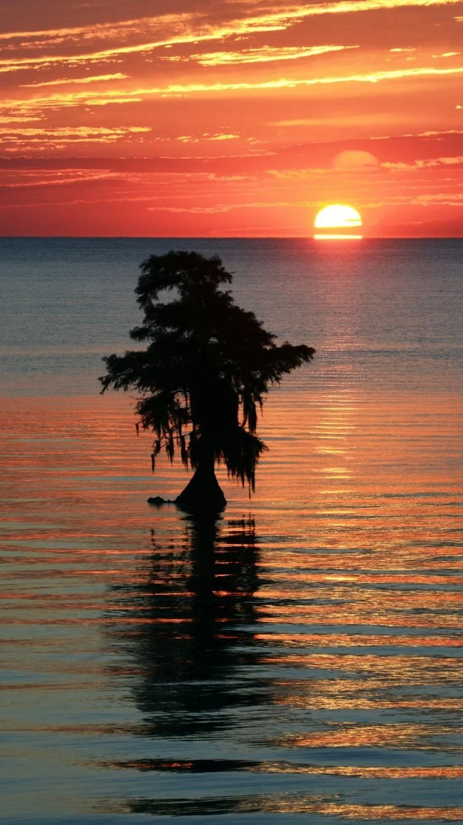 A sunset over the water with a single tree in the water, reflection visible on the surface, and a colorful sky with clouds.