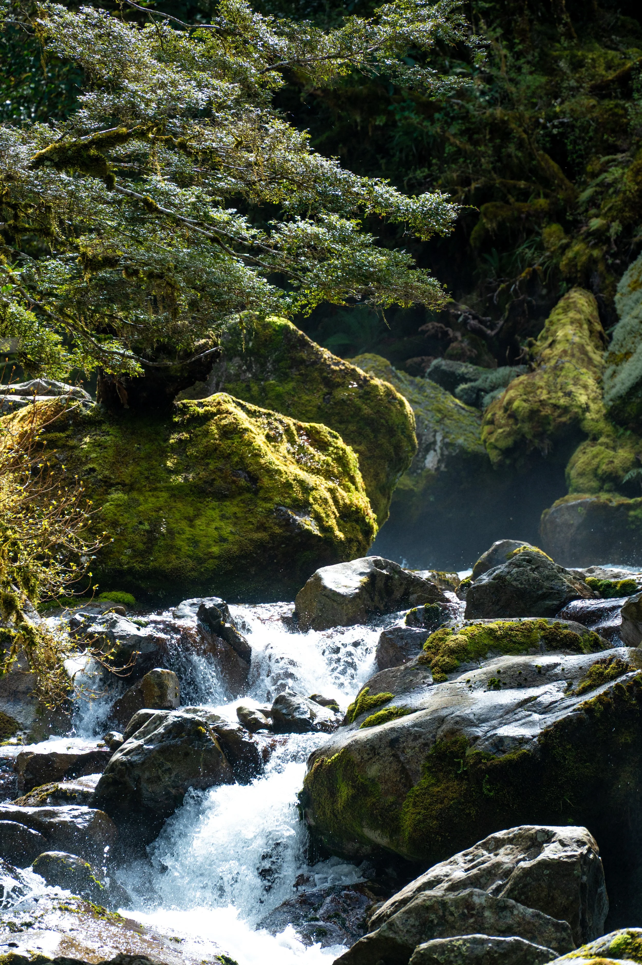Southern Alps Region - Aotearoa south island